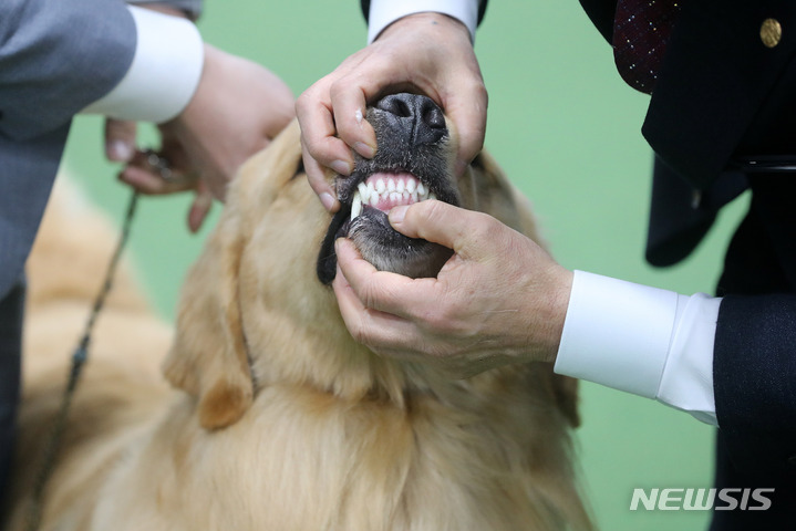 [서울=뉴시스] 백동현 기자 = 20일 오전 서울 서초구 aT센터에서 열린 2022 서울 FCI 국제 도그쇼에서 참가견이 혈통견 심사를 받고 있다. 2022.03.20. livertrent@newsis.com