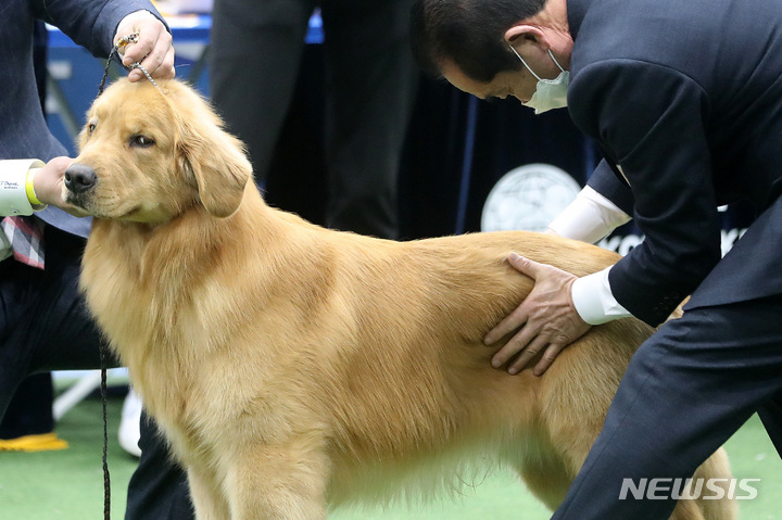 [서울=뉴시스] 백동현 기자 = 20일 오전 서울 서초구 aT센터에서 열린 2022 서울 FCI 국제 도그쇼에서 참가견이 혈통견 심사를 받고 있다. 2022.03.20. livertrent@newsis.com