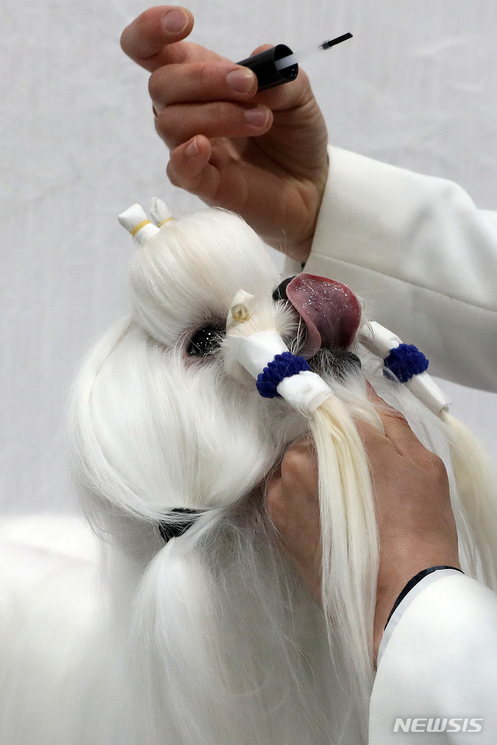 [서울=뉴시스] 백동현 기자 = 20일 오전 서울 서초구 aT센터에서 열린 2022 서울 FCI 국제 도그쇼에서 참가견이 혈통견 심사를 받기 위해 준비하고 있다. 2022.03.20. livertrent@newsis.com