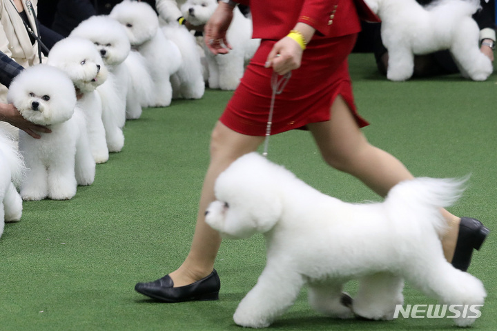 [서울=뉴시스] 백동현 기자 = 20일 오전 서울 서초구 aT센터에서 열린 2022 서울 FCI 국제 도그쇼에서 참가견들이 혈통견 심사를 받고 있다. 2022.03.20. livertrent@newsis.com