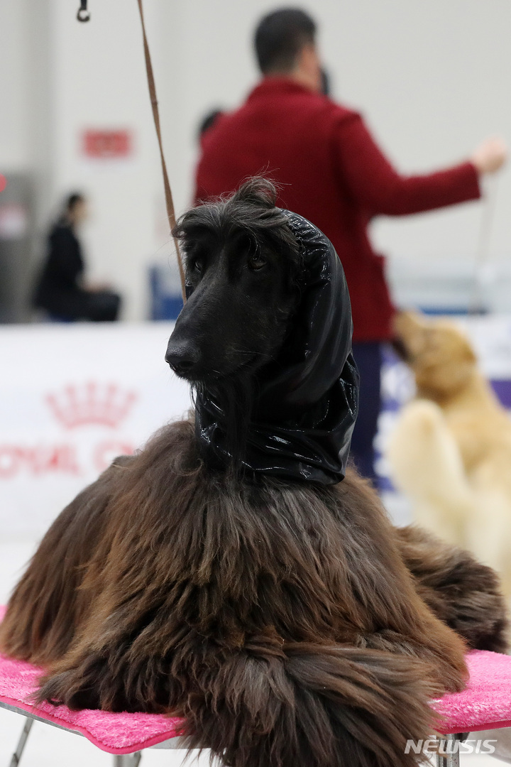 [서울=뉴시스] 백동현 기자 = 20일 오전 서울 서초구 aT센터에서 열린 2022 서울 FCI 국제 도그쇼에서 참가견이 혈통견 심사를 받기 위해 준비하고 있다. 2022.03.20. livertrent@newsis.com