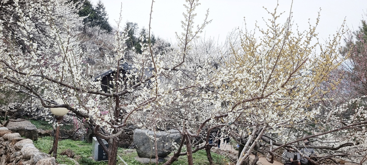 [서울=뉴시스] 김병문 기자 = 봄의 시작을 알리는 절기 '춘분'(春分)을 하루 앞둔 20일 전남 광양시 다압면 매화마을에 매화가 만개해 있다. (사진=독자 제공) 2022.03.20. photo@newsis.com *재판매 및 DB 금지