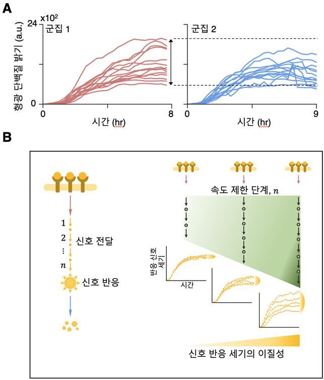 [대전=뉴시스] 항생제 투여 후 시간에 따른 대장균(E. coli) 반응 신호의 세기를 형광 단백질을 통해 측정한 시계열 자료. 두 군집에서 신호 세기의 이질성이 관측되며 크기가 서로 다르게 나타난다(A). B는 연구 결과 도식으로 신호 전달에 관여하는 속도 제한 단계의 수가 많아질수록 최종적으로 반응하는 신호의 세기의 이질성이 커짐을 알 수 있다. *재판매 및 DB 금지
