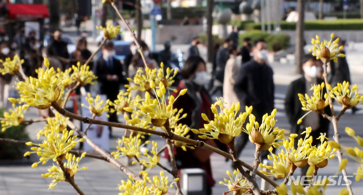 [서울=뉴시스] 추상철 기자 = 꽃샘추위속에 절기상 춘분인 21일 오전 서울 종로구 광화문 인근에서 시민들이 활짝 핀 산수유 앞을 지나 출근을 하고 있다. 2022.03.21. scchoo@newsis.com