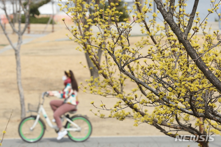 [서울=뉴시스] 권창회 기자 = 지난 21일 오후 서울 여의도 한강공원에서 산수유 꽃이 활짝 피어있다. 2022.03.21. kch0523@newsis.com