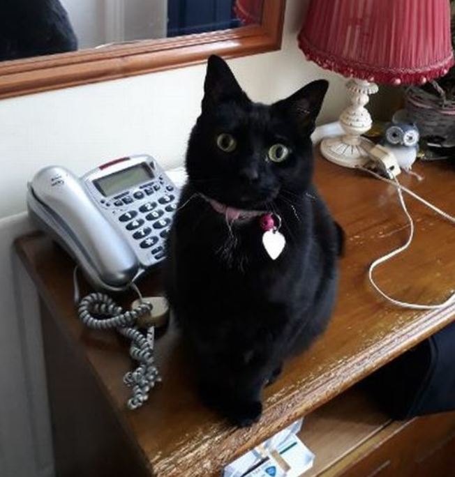 [서울=뉴시스] 영국 북부 한 가정집에서 고양이 험버그가 탁자 위에 앉아있다. (사진=미국 난소암 연맹 트위터) 2022.03.22. *재판매 및 DB 금지