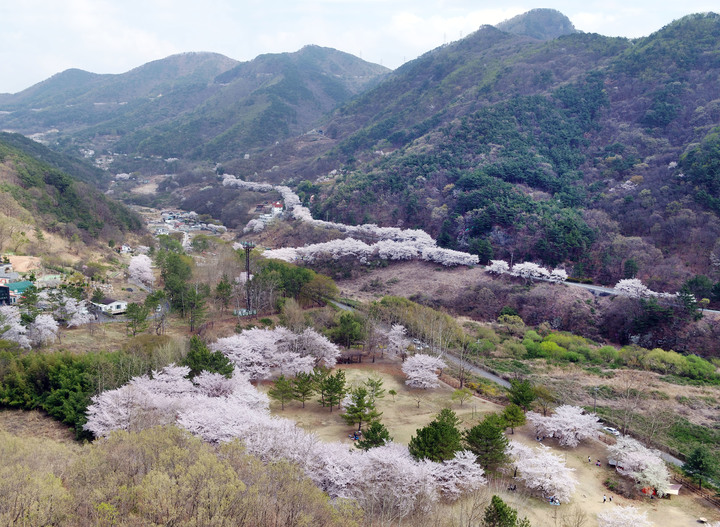 삼랑진 안태 벚꽃길 *재판매 및 DB 금지