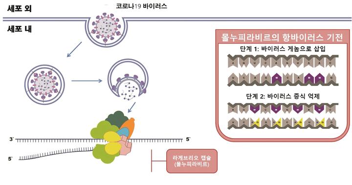 라게브리오 작용기전 모식도 (사진=식품의약품안전처 제공) *재판매 및 DB 금지