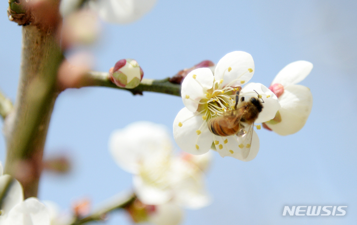 [전주=뉴시스] 김얼 기자 = 지난 23일 전북 전주시 완판본문화관 일대에 매화가 만개해 있다. 2022.03.23. pmkeul@nwsis.com