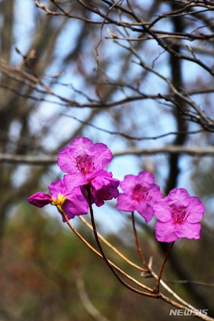 [남해=뉴시스] 차용현 기자 = 24일 오전 경남 남해군 이동면 인근 산기슭에 봄의 전령 진달래가 꽃망울을 터뜨려 봄소식을 전하고 있다. 2022.03.24. con@newsis.com