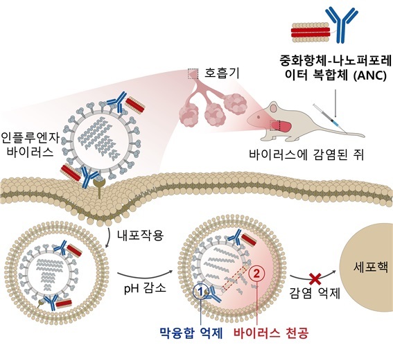 [서울=뉴시스]중화항체-나노퍼포레이터 복합체 구조와 인플루엔자 바이러스 감염억제 기작. 사진 성균관대 *재판매 및 DB 금지