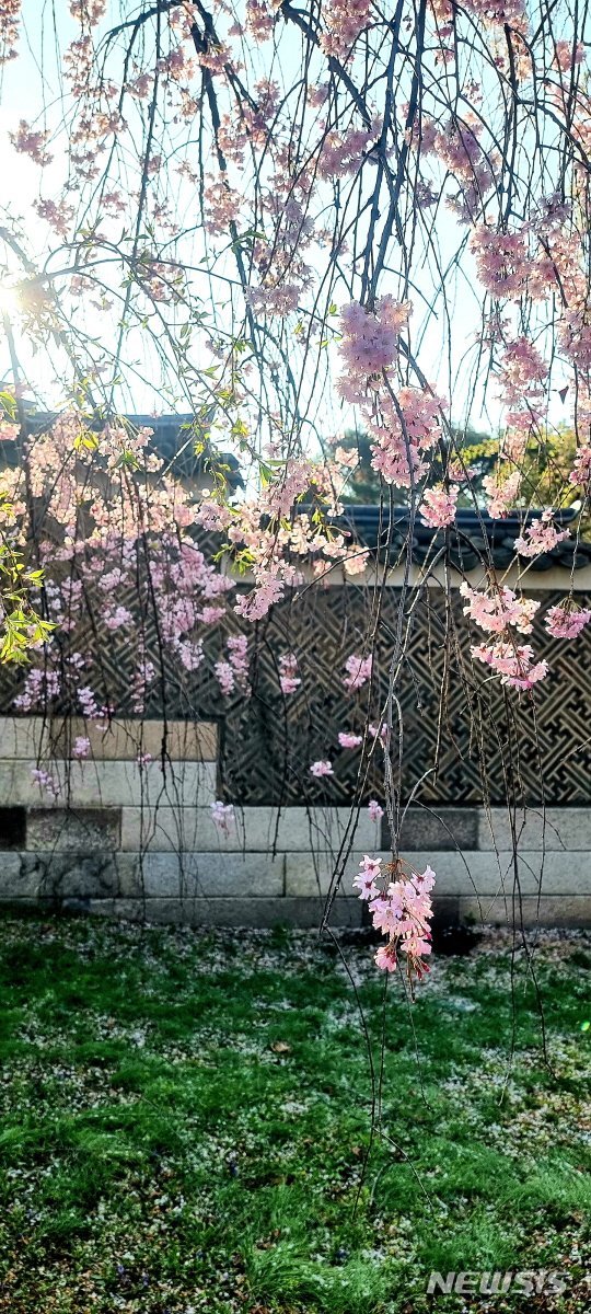 [서울=뉴시스] 창덕궁 낙선재 수양버들. (사진=문화재청 제공) 2022.03.25. photo@newsis.com *재판매 및 DB 금지