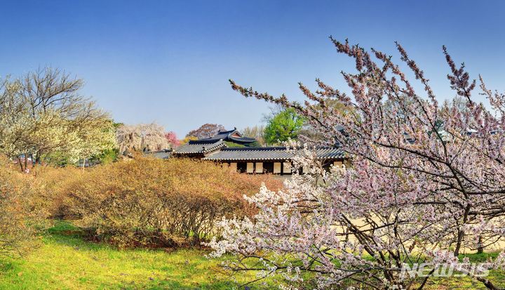 [서울=뉴시스] 창덕궁 낙선재 앞뜰 봄꽃. (사진=문화재청 제공) 2022.03.25. photo@newsis.com *재판매 및 DB 금지