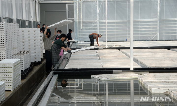 [무주=뉴시스] 김얼 기자 = 전북 무주군 안성면에 위치한 농업회사법인 무주원에서 직원들이 작업을 하고 있다. 2022.03.25. pmkeul@nwsis.com