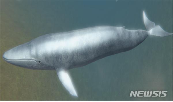 [서울=뉴시스] 대왕고래. (이미지=해양수산부 제공)