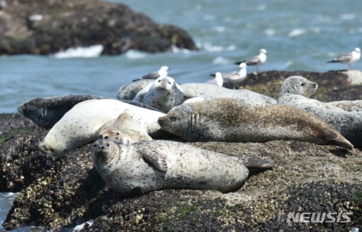[서울=뉴시스] 바위에서 쉬고 있는 백령도 해역의 점박이 물범. (사진=국립수산과학원 제공)