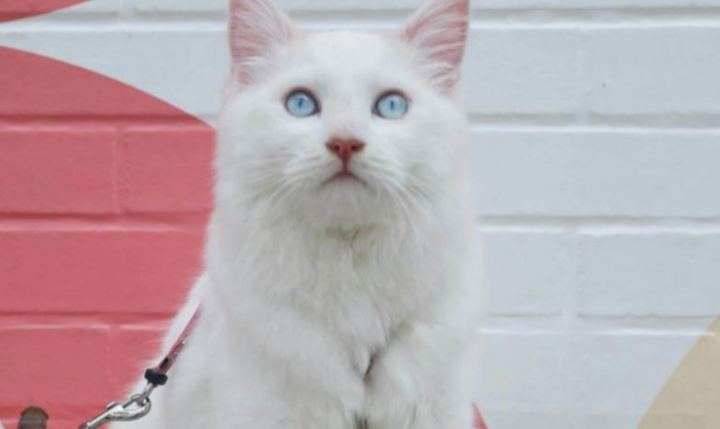 [서울=뉴시스] 텍사스 비아젠에서 복제한 고양이 벨이다. (사진=비아젠 홈페이지 갈무리) 2022.03.28. *재판매 및 DB 금지