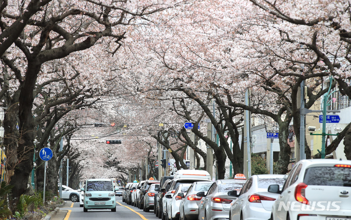 [제주=뉴시스] 우장호 기자 = 비교적 맑은 날씨를 보인 28일 오후 제주시내 대표적인 벚꽃거리인 전농로에 꽃이 활짝 피어 있다.&nbsp; 2022.03.28. woo1223@newsis.com