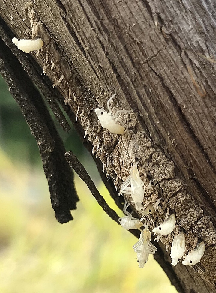 [화성=뉴시스] 월동을 마치고 부화 중인 꽃매미 알. 2022.03.29. (사진=경기도농업기술원 제공) *재판매 및 DB 금지