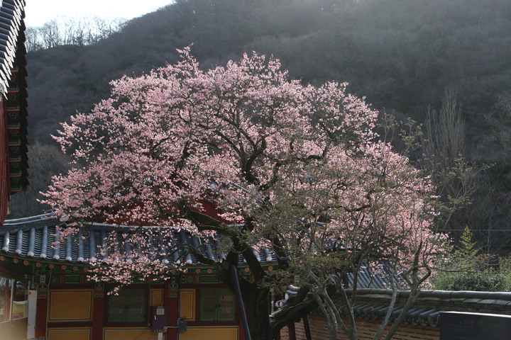 [장성=뉴시스] 만개한 전남 장성 백양사 고불매. 2022.03.29. (사진=내장산국립공원백암사무소 제공) photo@newsis.com *재판매 및 DB 금지