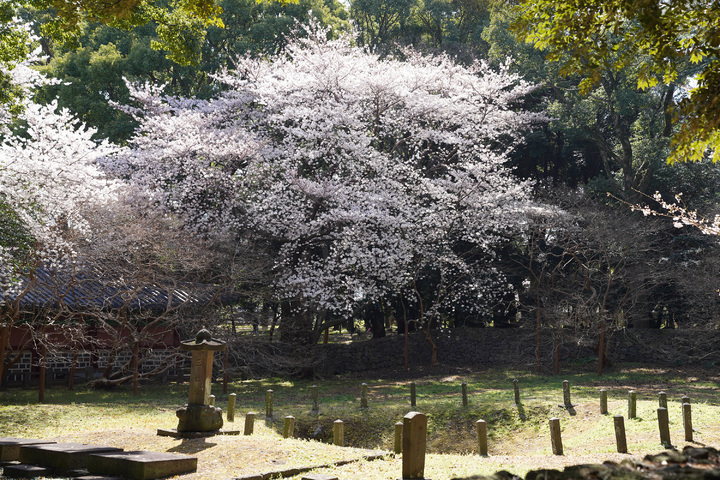 [제주=뉴시스] 우장호 기자 = 화창한 날씨를 보인 29일 제주 신화의 발상지 삼성혈에 봄의 전령인 벚꽃이 활짝 펴 있다. (사진=제주도 제공) 2022.03.29. woo1223@newsis.com *재판매 및 DB 금지