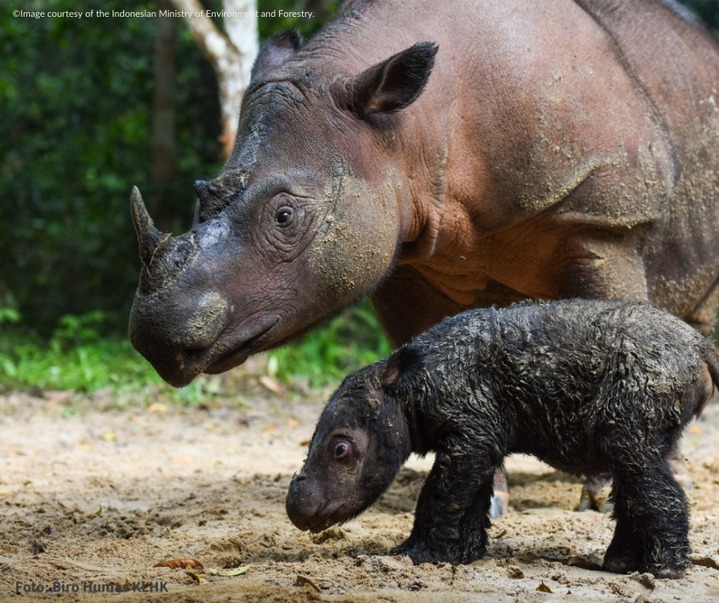 [서울=뉴시스] 지난 24일 인도네시아 웨이 캄바스 국립공원의 수마트라 코뿔소 보호구역에서 태어난 아기 수마트라 코뿔소이다. (국제 코뿔소 구호 협회 페이스북 갈무리) 2022.03.30. *재판매 및 DB 금지