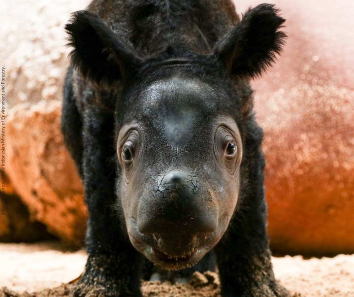 [서울=뉴시스] 지난 24일 인도네시아 웨이 캄바스 국립공원의 수마트라 코뿔소 보호구역에서 태어난 아기 수마트라 코뿔소이다. (국제 코뿔소 구호 협회 페이스북 갈무리) 2022.03.30. *재판매 및 DB 금지