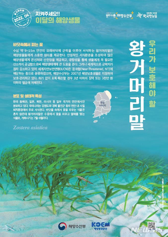 [서울=뉴시스] 4월 해양생물 왕거머리말.