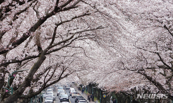 [제주=뉴시스] 우장호 기자 = 흐린 날씨를 보이는 지난달 31일 오후 제주 도내 대표적인 벚꽃 명소인 제주대학교 진입로에 꽃구경에 나선 도민과 차량 행렬이 이어지고 있다. 2022.03.31. woo1223@newsis.com
