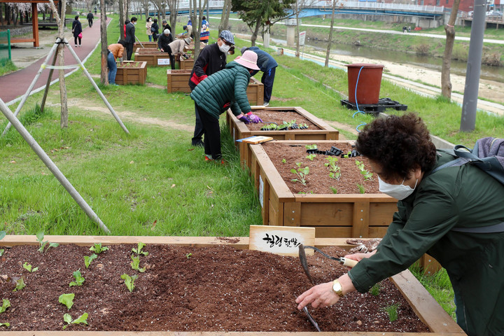 [광주=뉴시스] 광주 광산구 더불어樂(락)노인복지관이 31일 마을 주민이 직접 가꾸고 운영하는 '복지숲 생태텃밭'을 개장했다고 31일 밝혔다. (사진=광주 광산구 제공) 2022.03.31. photo@newsis.com *재판매 및 DB 금지