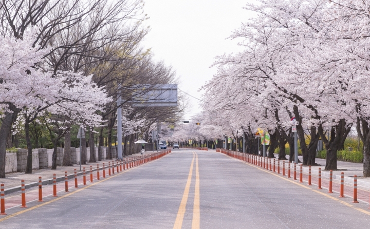 [서울=뉴시스] 서울 영등포구는 여의도 벚꽃길(여의서로) 개방일을 오는 9일부터 17일까지로 재차 연장했다고 1일 밝혔다. (사진=영등포구 제공) 2022.04.02. photo@newsis.com *재판매 및 DB 금지