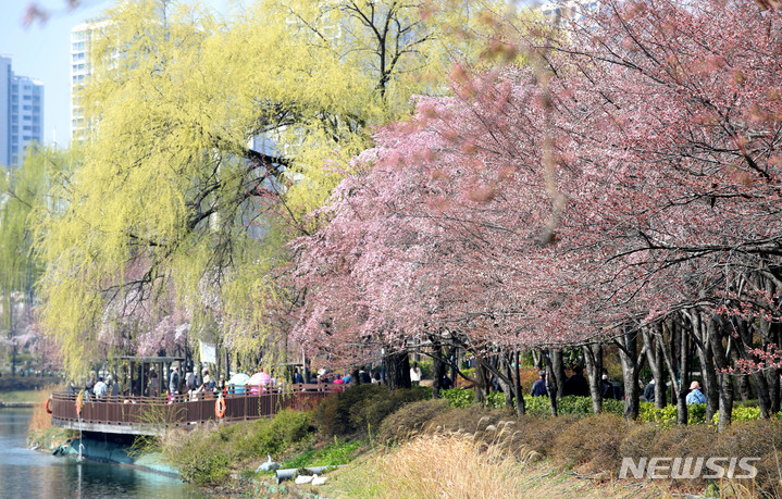 [서울=뉴시스] 홍효식 기자 = 3일 서울 송파구 석촌호수 벚꽃길에서 벚꽃이 피어있다. 코로나19 확산 방지를 위해 지난 2년간 폐쇄됐던 석촌호수 벚꽃길이 3년 만에 개방했다. 2022.04.03. yesphoto@newsis.com