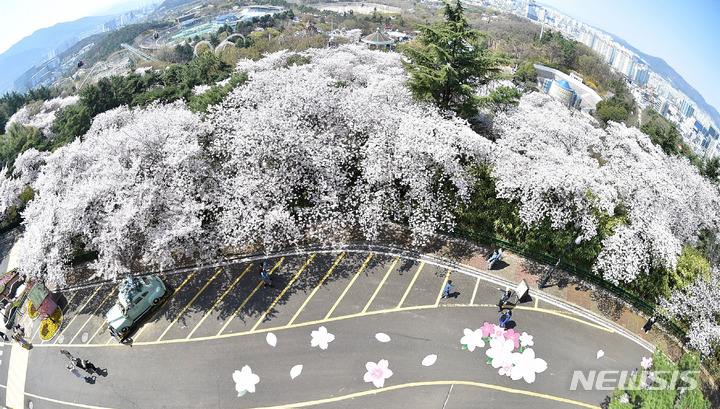 [대구=뉴시스] 이무열 기자 = 3일 오전 대구 달서구 놀이공원 이월드를 찾은 시민들이 활짝 핀 벚꽃길을 따라 산책하고 있다. 2022.04.03. lmy@newsis.com