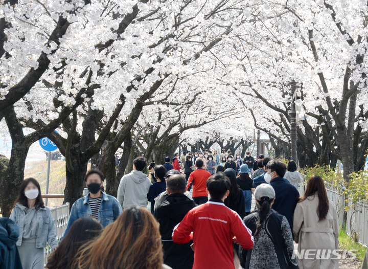 [남원=뉴시스] 김얼 기자 = 완연한 봄 날씨가 이어지고 있는 지난 3일 전북 남원시 요천로를 찾은 시민과 관광객들이 만개한 벚꽃을 바라보며 산책을 즐기고 있다. 2022.04.03. pmkeul@nwsis.com