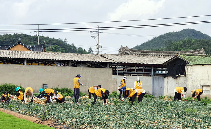 [무안=뉴시스] 양파·마늘 농촌일손돕기. *재판매 및 DB 금지