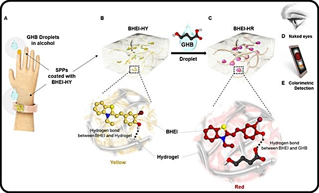 [대전=뉴시스] 실시간 GHB 검출 시스템 개요. 그림 C에서는 GHB에 노출돼 빨간색으로 변한 하이드로겔(BHEI-HR)를 보여준다. *재판매 및 DB 금지