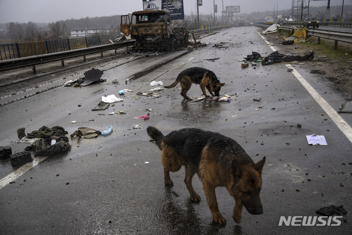 [부차=AP/뉴시스] 3일(현지시간) 우크라이나 키이우 인근 부차(Bucha)에서 떠돌이 개들이 러시아 군인들 시신 주변에서 먹을 것을 찾고 있다. 2022.04.04.