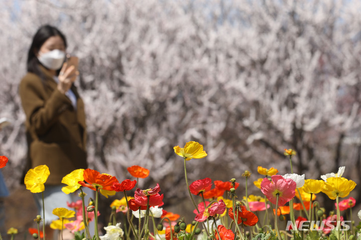 [서울=뉴시스] 권창회 기자 = 따뜻한 봄 날씨를 보인 지난 4일 오후 서울 성동구 서울숲에서 시민들이 만개한 양귀비를 휴대폰에 담고 있다. 2022.04.04. kch0523@newsis.com
