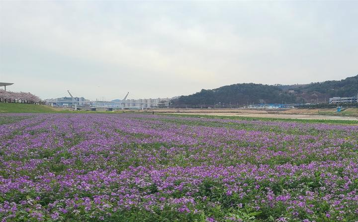 양산천 둔치 청유채 경관단지. *재판매 및 DB 금지