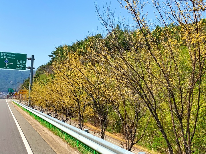 [산청=뉴시스] 산청군, 국도변 미세먼지 차단 숲 조성. *재판매 및 DB 금지