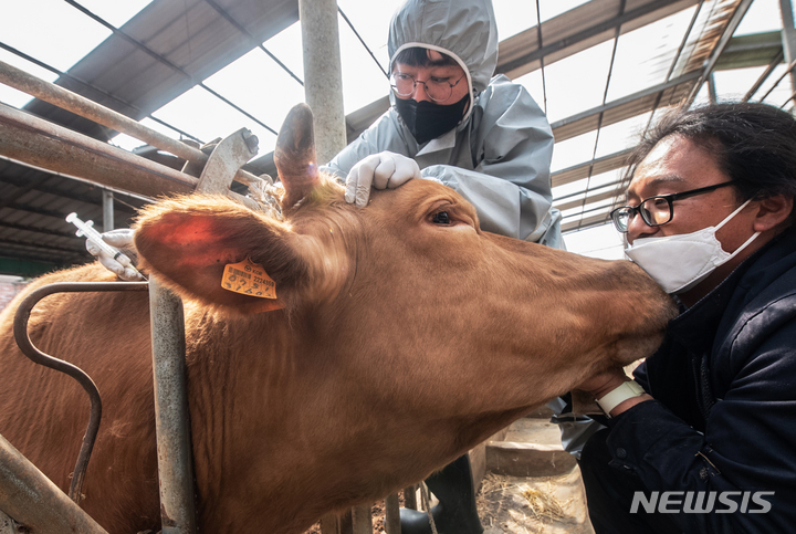 [용인=뉴시스] 김종택기자 = 지난해 4월5일 오후 경기도 용인시 이동면 한 축사에서 수의사가 구제역 예방 접종을 하고 있다. 2022.04.05. jtk@newsis.com