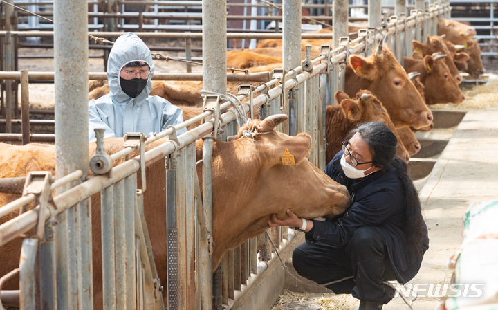 [용인=뉴시스] 김종택기자 = 5일 오후 경기도 용인시 이동면 한 축사에서 수의사가 구제역 예방 접종을 하고 있다. 경기도는 봄철 구제역 발생 예방을 위해 4월 한 달간 도내 소, 염소 등 우제류 가축농가에 대한 구제역 백신 일제접종을 실시한다. 2022.04.05. jtk@newsis.com