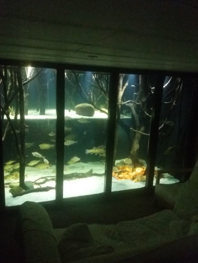 [서울=뉴시스] 영국 노팅엄 칼턴 시의 물고기 애호가 잭 히스코트가 집에 만든 대형 수족관의 모습이다. (사진=잭 히스코트 페이스북 갈무리) 2022.04.06. *재판매 및 DB 금지