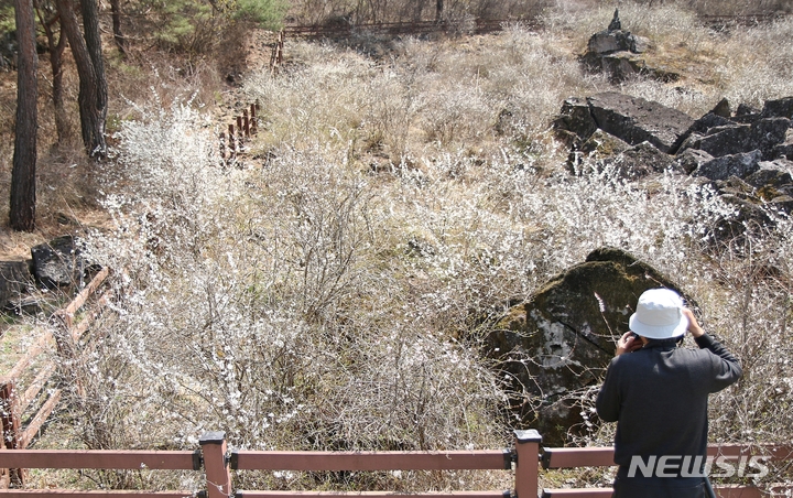 [괴산=뉴시스] 강신욱 기자 = 6일 오후 충북 괴산군 장연면 송덕리 산 58 천연기념물 '괴산 송덕리 미선나무 자생지'에 흐드러지게 피어 있는 미선나무를 한 사진작가가 카메라에 담고 있다. 이곳 미선나무 자생지는 1962년 12월7일 천연기념물로 지정됐다. 2022.04.06. ksw64@newsis.com