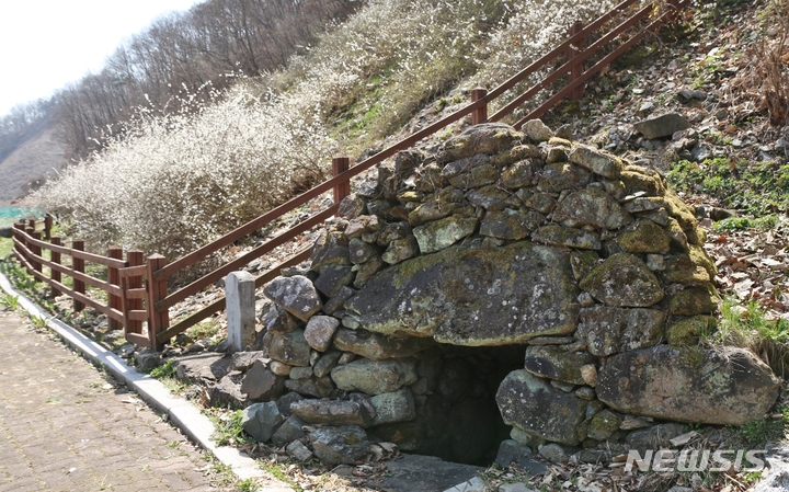 [괴산=뉴시스] 강신욱 기자 = 6일 오후 충북 괴산군 장연면 추점리 산 144-2 천연기념물 '괴산 추점리 미선나무 자생지'에 꽃망울을 활짝 터뜨린 미선나무가 흐드러지게 피어 있다. 옆에는 옹달샘 '추점유샘'이 있다. 2022.04.06. ksw64@newsis.com