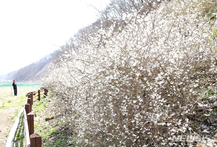 [괴산=뉴시스] 강신욱 기자 = 6일 오후 충북 괴산군 장연면 추점리 산 144-2 '괴산 추점리 미선나무 자생지'에는 꽃망울을 활짝 터뜨린 미선나무가 흐드러지게 피어 있다. 이곳 미선나무 자생지는 1970년 1월9일 천연기념물로 지정됐다. 2022.04.06. ksw64@newsis.com 