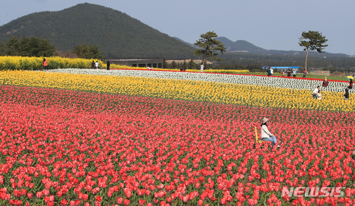 [서귀포=뉴시스] 우장호 기자 = 완연한 봄날씨를 보인 6일 오후 제주 서귀포시 표선읍 보롬왓 농장을 찾은 관광객들이 활짝 핀 튤립을 감상하고 있다. 2022.04.06. woo1223@newsis.com