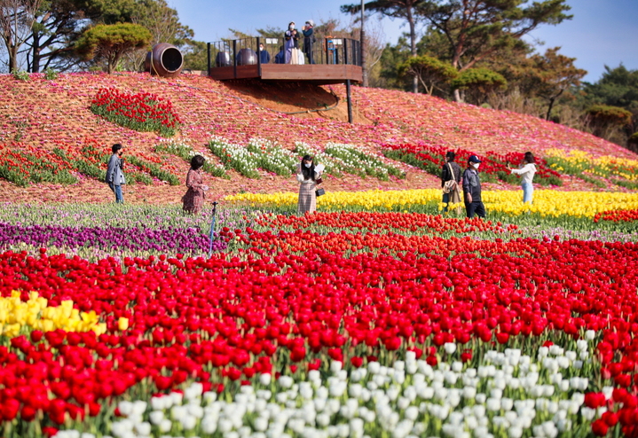 [태안=뉴시스] 태안 세계튤립꽃박람회. (사진=뉴시스 DB). photo@newsis.com *재판매 및 DB 금지