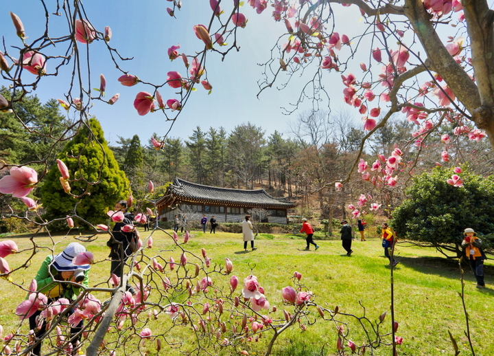 천리포수목원 목련 *재판매 및 DB 금지