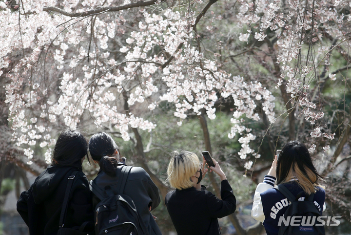 [서울=뉴시스] 조성우 기자 = 완연한 봄 날씨를 보인 7일 오후 서울 관악구 서울대학교에서 학생들이 벚꽃 사진을 찍고 있다. 2022.04.07. xconfind@newsis.com